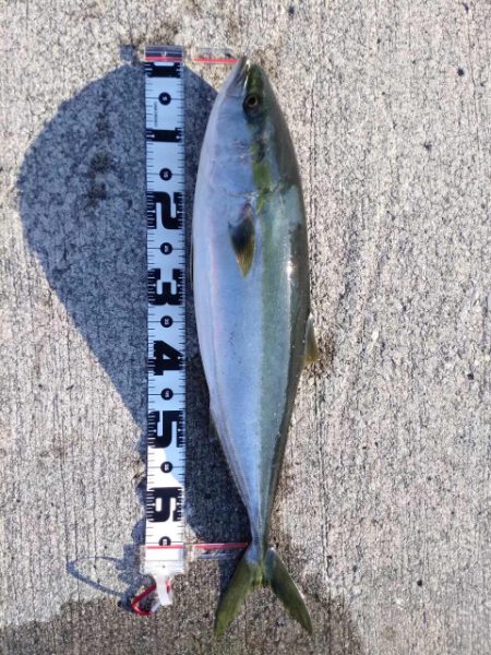 ついに来ました