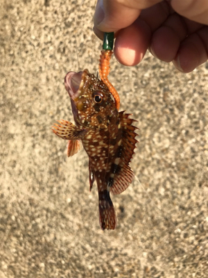 またまたイカを求めて