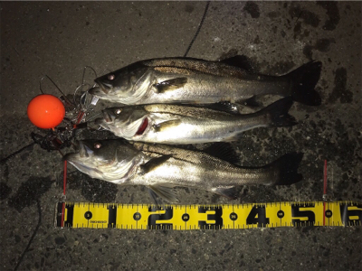 アオイソメで半夜釣り！