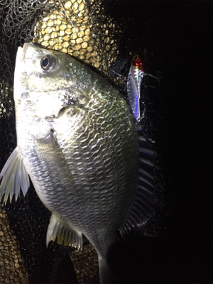 メタルバイブでキビレ