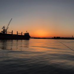 青物釣れないのでシーバス