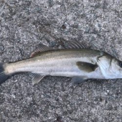 デイゲームシーバス①