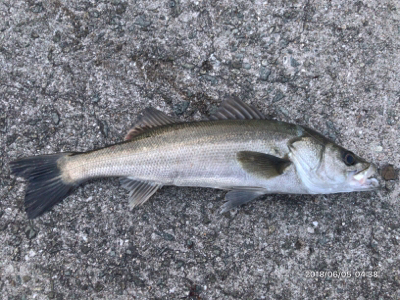 デイゲームシーバス①