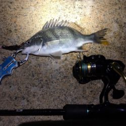 淀川ブリームゲーム チヌジグでマチヌ