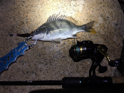 淀川ブリームゲーム チヌジグでマチヌ