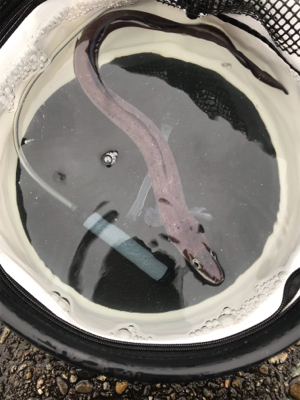 げき渋の中意外な訪問客。。