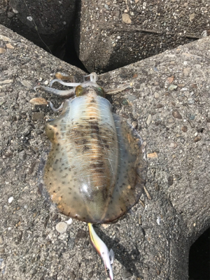 平日のエギング