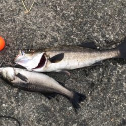 南港 エビ撒き釣行！