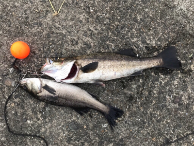 南港 エビ撒き釣行！