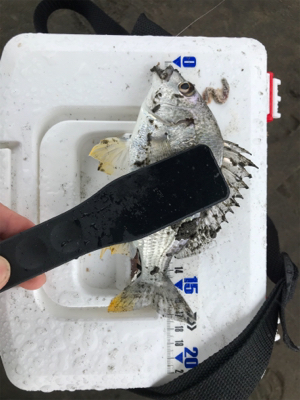 河口ライトゲーム