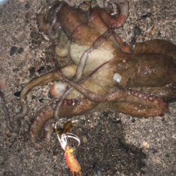 オクトパッシング