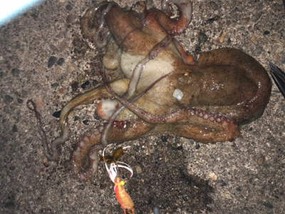 オクトパッシング