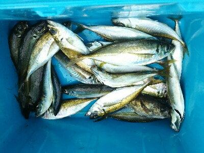 アジ、メバル、サバ、イワシ