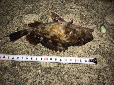 初釣り上げ！メバル！