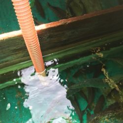 孝洋丸でイサギ