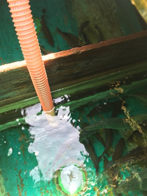 孝洋丸でイサギ