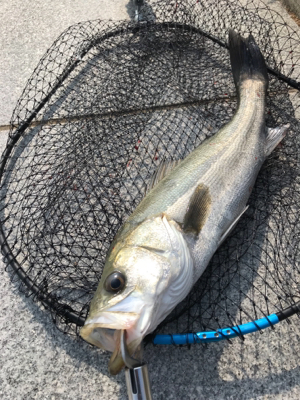 徹夜回避の朝から3本