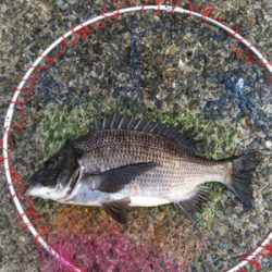 バイトラッシュ！