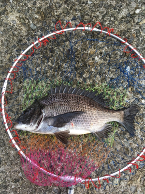 バイトラッシュ！