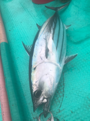 県南タイラバ ライトジギング