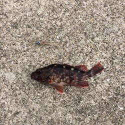 煙樹ヶ浜ショアジギからの穴釣りからのライトゲーム!