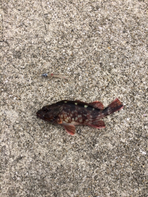 煙樹ヶ浜ショアジギからの穴釣りからのライト…