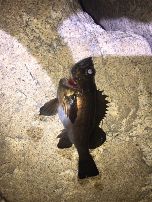 ライトゲーム！