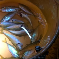 豆アジ 夜サビキ