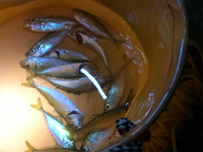 豆アジ 夜サビキ