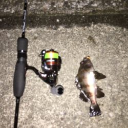 アジングのはずが…