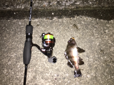 アジングのはずが…