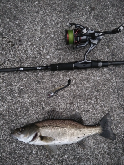 VJ16　クロ金でシーバス