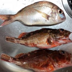 まさかのタイ参上♪