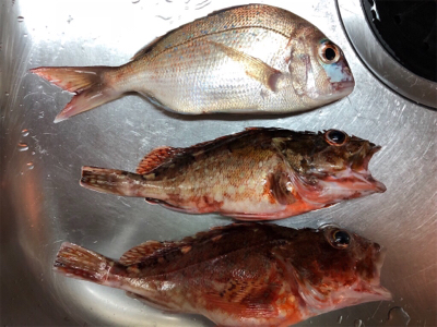 まさかのタイ参上♪