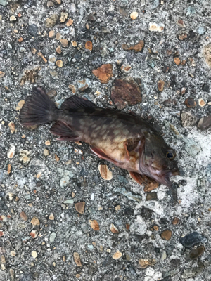 朝まづめメバリング