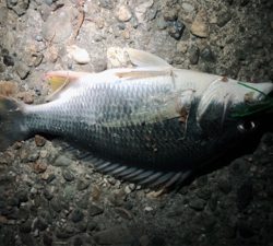 真夜中のチビレ