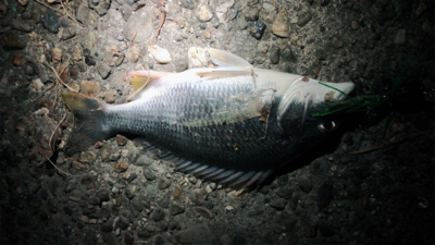 真夜中のチビレ