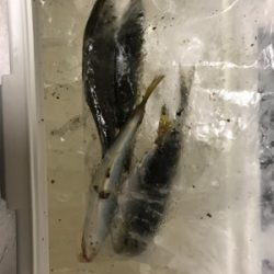 NO.9 夕、夜の部