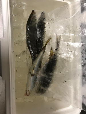 NO.9 夕、夜の部