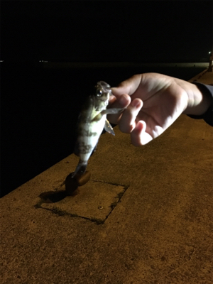 アジが出るかメバルが出るか？