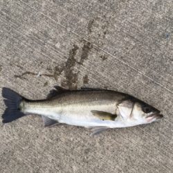 活性の高い日！