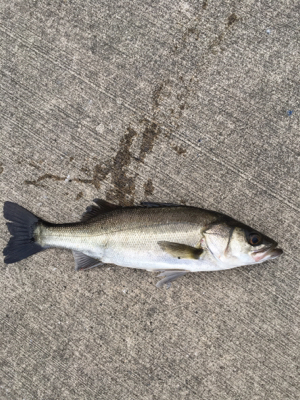 活性の高い日！