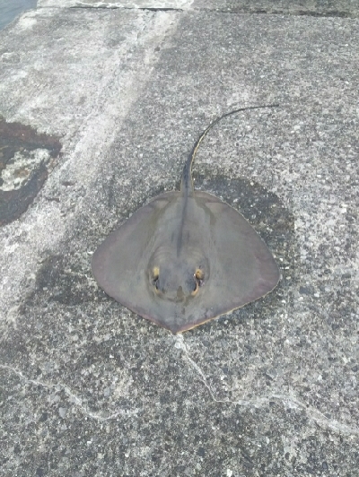 ジグでアカエイ7,8,9,10,11,12…