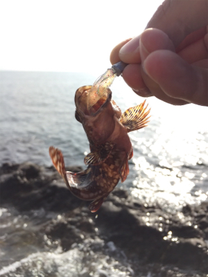 磯場 ワームでガシラ（カサゴ）