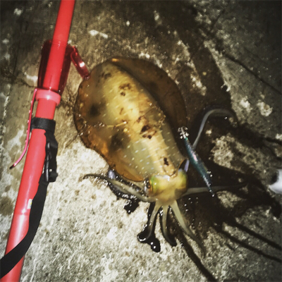 エギング 春イカ