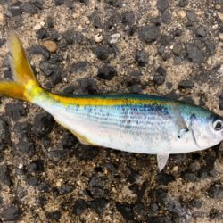 タカベ？なんか美味しい魚らしい(^^)