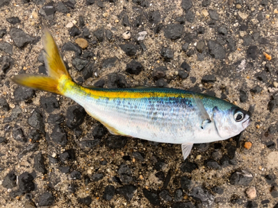 タカベ？なんか美味しい魚らしい(^^)