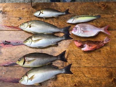 今年1回目イサキ！！