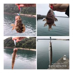 ヒラスズキゲット！