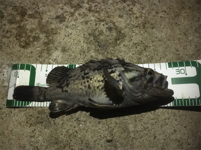 ロックフィッシュ椿港